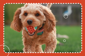 mudada de dientes en cachorros.jpg